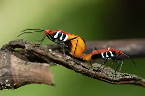 Cotton: Mating True Bugs