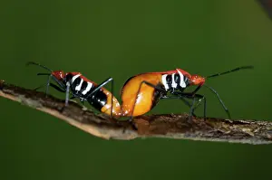 Cotton: Mating True Bugs