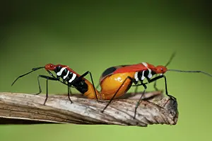 Cotton: Mating True Bugs