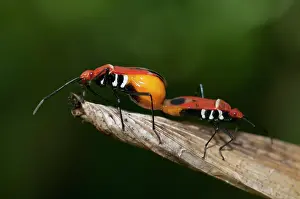 Cotton: Mating True Bugs