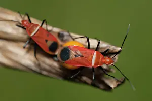 Cotton: Mating True Bugs