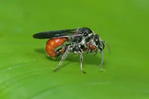 Wasps: Mating Velvet Ant Wasps