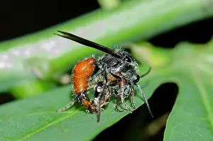 Mutillidae: Mating Velvet Ant Wasps - on leaf - Klungkung, Bali