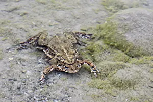 Northwestern: Mating Western Toads (Anaxyrus boreas, formerly