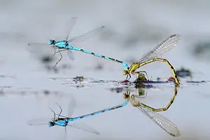 Damsel: Mating wheel of the Common blue damselfly (Enallagma