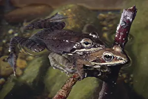 Ranid: Mating Wood Frogs