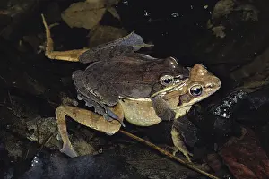 Ranidae: Mating Wood Frogs