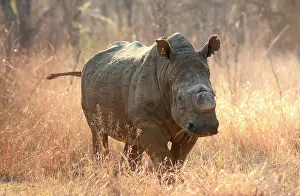 Matobo: The Matobos Hills national park is home for the