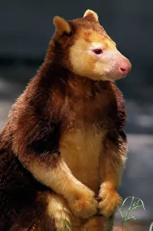 Matschiei: Matschie's Tree Kangaroo