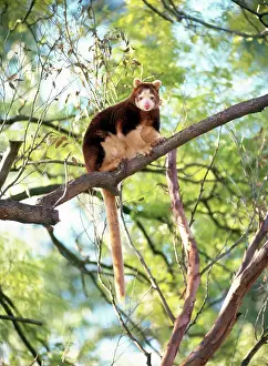 Matschiei: Matschie's Tree Kangaroo