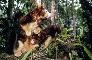 Suckle: Matschie's Tree Kangaroo