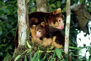 Matschiei: Matschie's Tree Kangaroo - adult & young