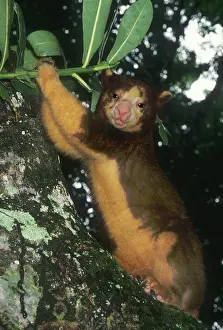 Matschiei: Matschie's Tree Kangaroo, (Dendrolagus matschiei)