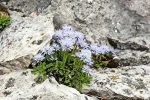 Cordifolia: Matted globularia - Growing in split in rocks