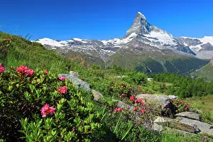 Matterhorn: Matterhorn with alpine roses, Valais, Switzerland