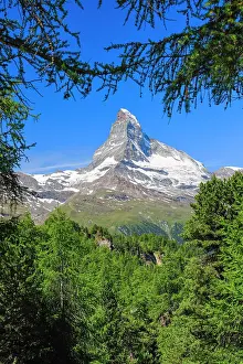 Matterhorn: Matterhorn and larch forest in summer, Valais, Switzerland