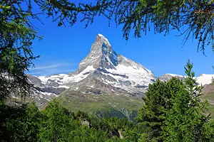 Matterhorn: Matterhorn and larch forest in summer, Valais, Switzerland