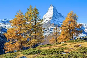 Matterhorn: Matterhorn and larch, Valais, Switzerland, Europe