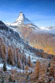 Matterhorn: Matterhorn and larch, Valais, Switzerland, Europe
