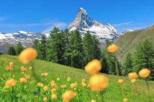 Matterhorn: Matterhorn with troll flowers, Valais, Switzerland