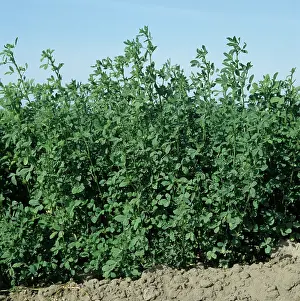 Lucerne: Mature alfalfa crop