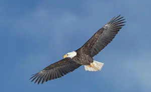 Scotia: A mature bald eagle in flight, Annapolis Valley