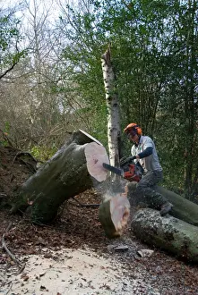 Felled: Mature Beech Tree - tree surgeon tidying up felled tree