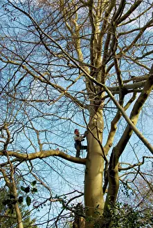 Surgeon: Mature Beech Tree - being worked on by tree surgeon