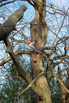 Surgeon: Mature Beech Tree - being worked on by tree surgeon