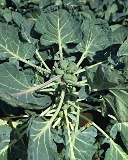 Leafy: Mature Brussels Sprouts