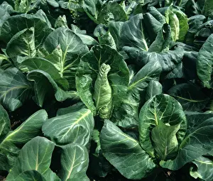 Pointed: Mature Cabbage Crop