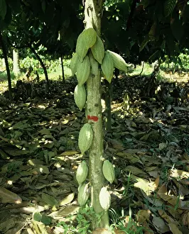 Filipino: Mature Cacao Pods