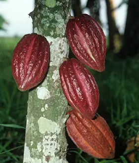 Cocoa: Mature cocoa pods