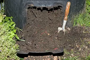 Compost: Mature compost full of red worms
