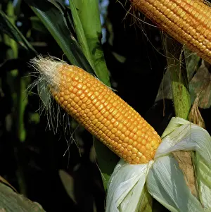Husked: Mature corn cob