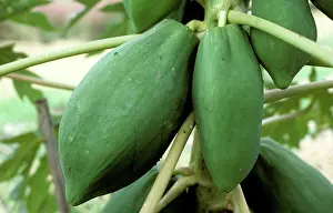 Papaya: Mature fruit on a papaya tree in Thailand