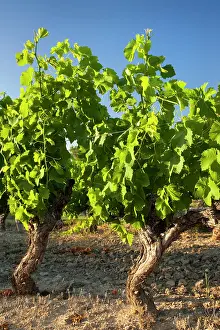 Grapevines: Mature Grapevines near Roussillon, in the