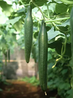 Cucumis: Mature greenhouse cucumbers