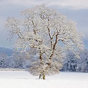 John Cancalosi: Mature Oak Tree - covered in winter snow