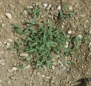 Atriplex: Mature Orache plant