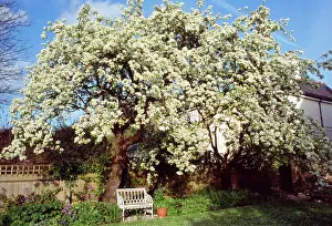 Pears: Mature PEAR TREE - In blossom