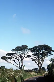 Pines: MATURE PINE TREES