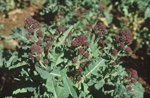 Sprouting: Mature purple broccoli