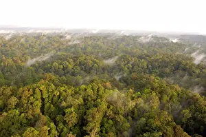 Helicopter: Mature rainforest at dawn, a view from a helicopter