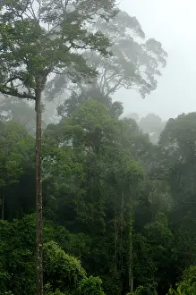 Danum: Mature rainforest in the mist at dawn, river Danum