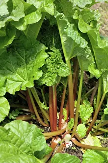 Shoot: Mature rhubarb plant