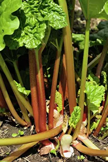 Shoot: Mature rhubarb plant