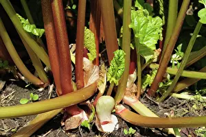 Shoot: Mature rhubarb plant