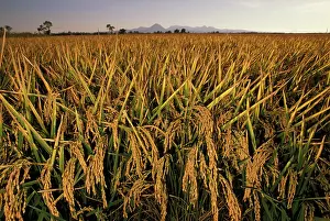 Buttes: Mature rice crop