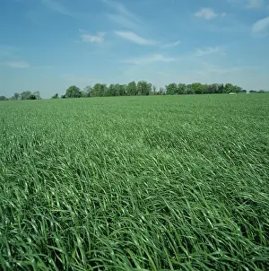 Lolium: Mature ryegrass ley